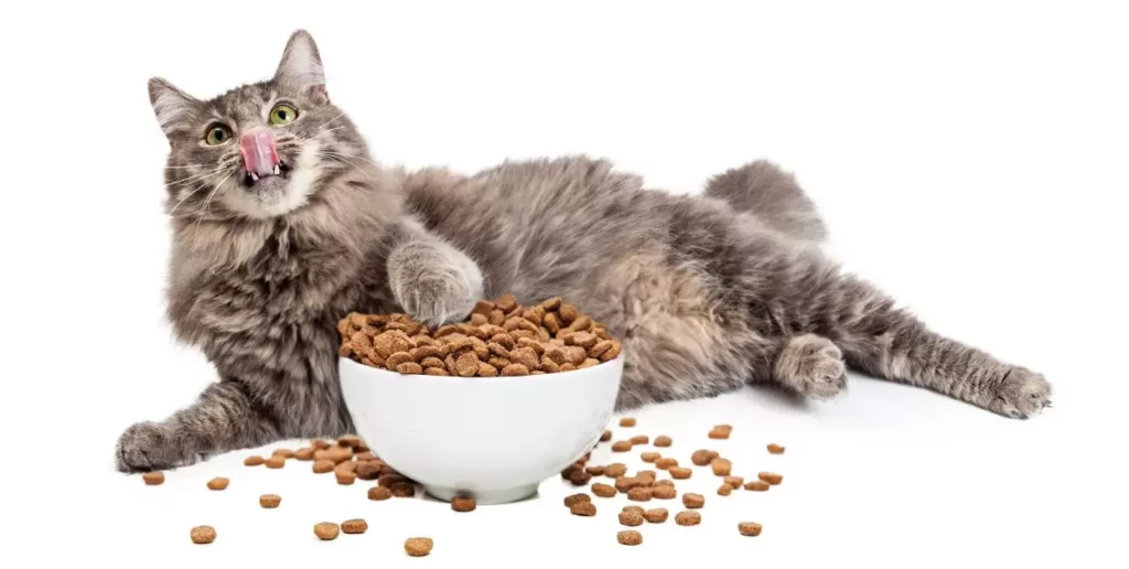 Inquiring about Cat Food Eligibility
