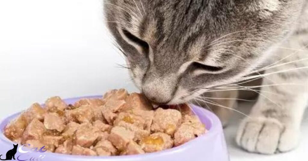 Is Dry Cat Food Better Than Wet Cat Food for Chickens?