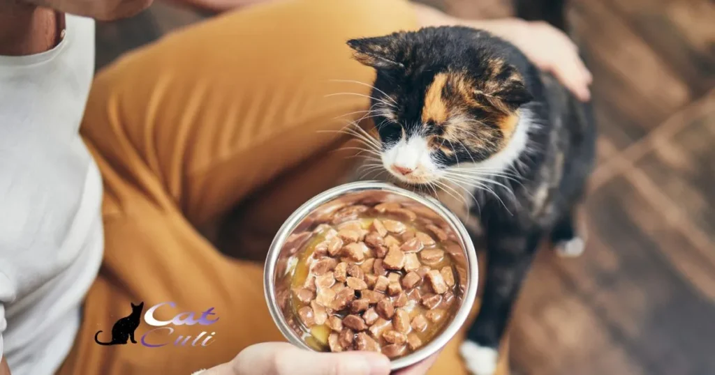 Is Dry Cat Food Better Than Wet Cat Food For Chickens?