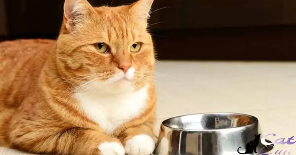 Is It Bad To Switch Your Cat’s Food?