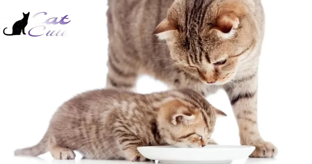 Is it OK for older cats to eat kitten food?