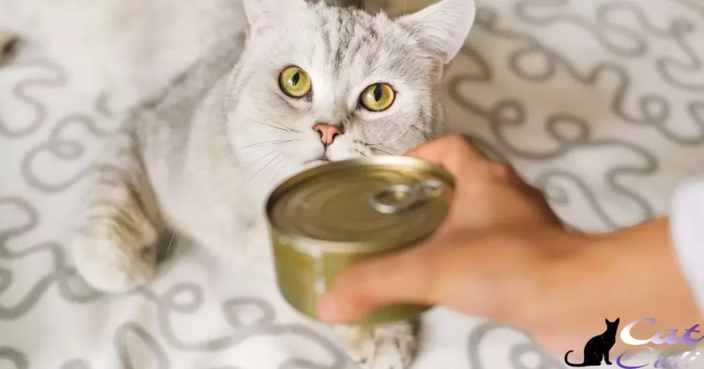 Is It Ok To Warm Up Canned Cat Food?