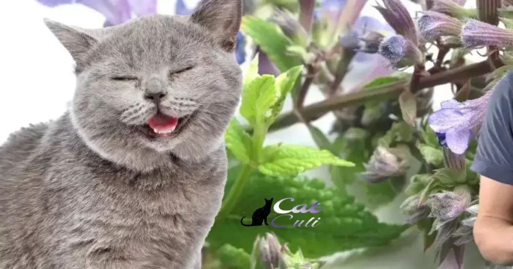 Is Meowijuana Safe For Cats?