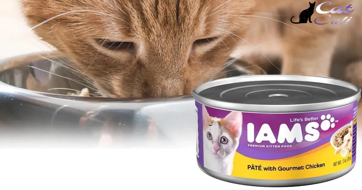 Is Special Kitty Cat Food Healthy?