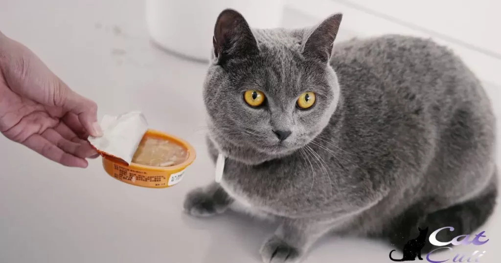 Is Wet Food Bad For Cats?