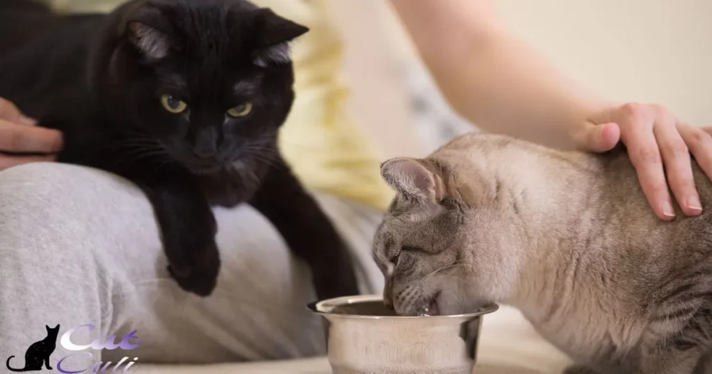 Keep Your Cat Well-Fed With The Right System