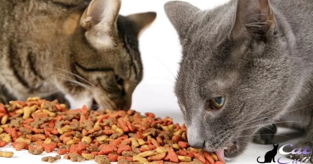 Monitoring Opened Dry Cat Food: Signs of Spoilage