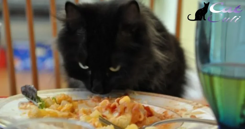 Old Cat Wants Human Food