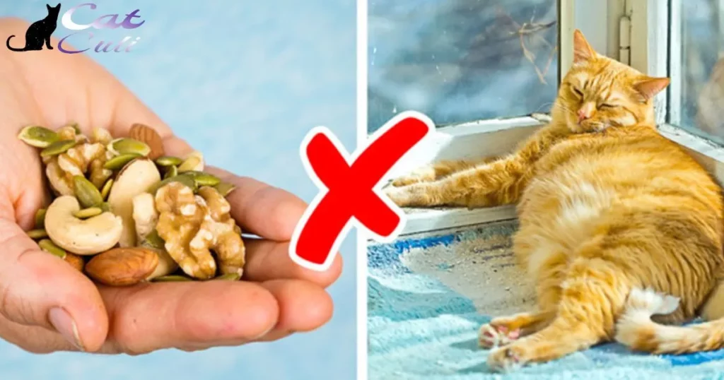 Reasons Why Cat Food Shouldn’t Be Given To Rats