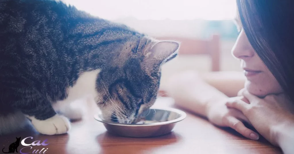 Should I Feed Wet Or Dry Food?