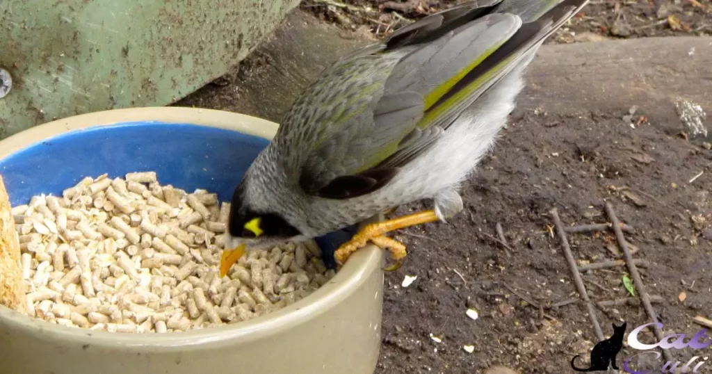 Should You Allow Wild Birds To Eat Cat Food?
