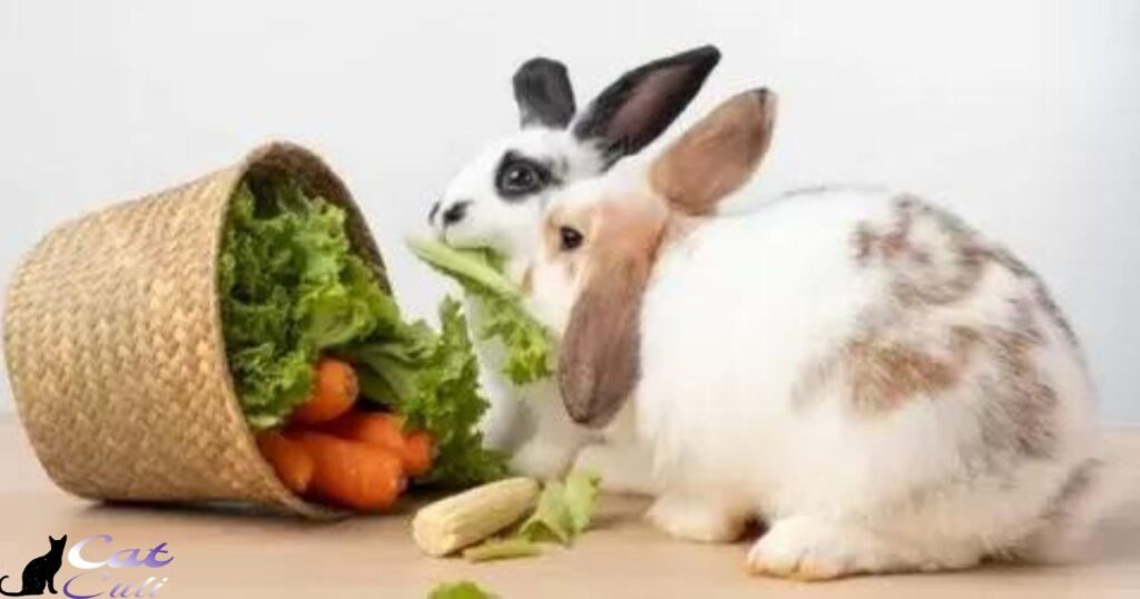 Suggested Food For Rabbits