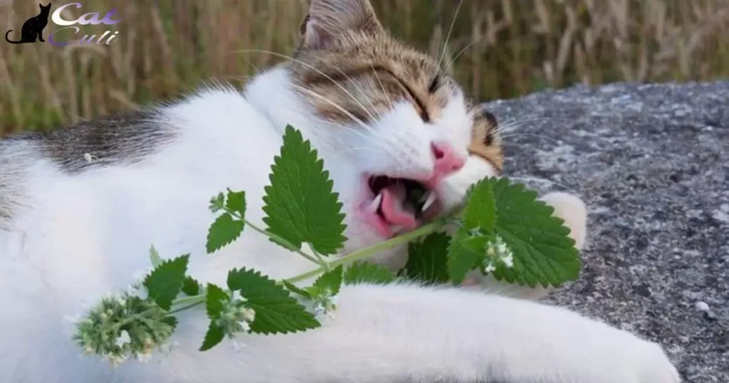 The Magic Of Catnip In Feline Meals