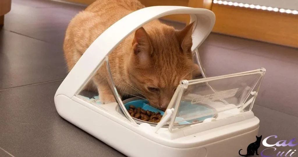 Use an Automatic Cat Feeder