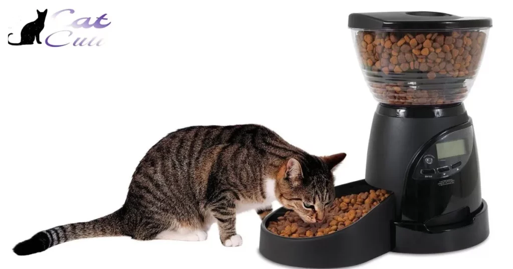 Use An Automatic Cat Feeding Bowl