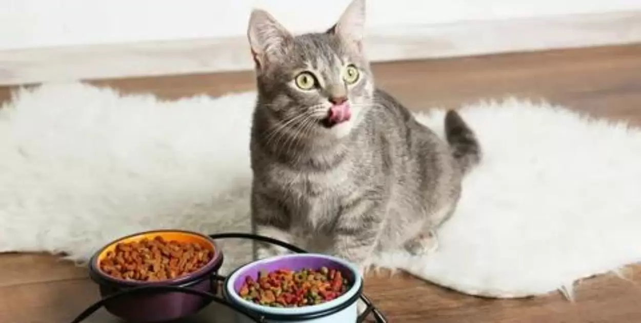 What Birds Eat Cat Food