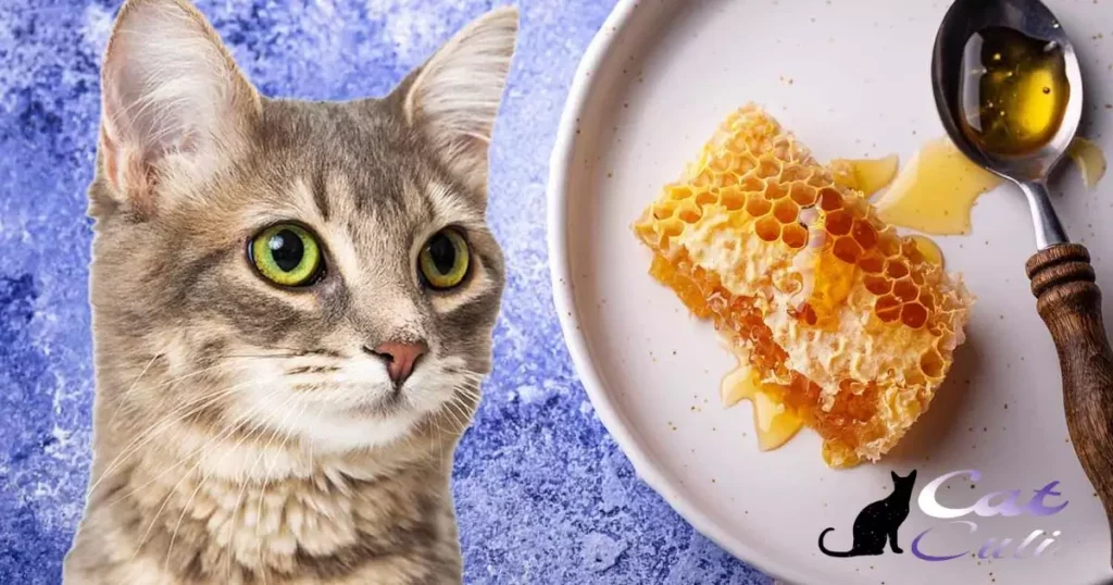 What Cat Food Is Best For Cats With Diarrhea?