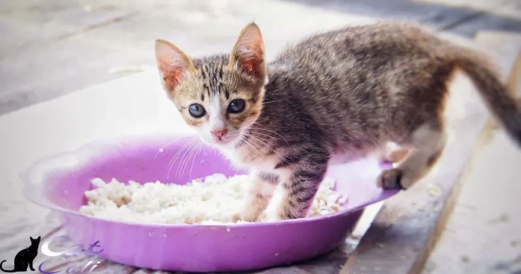 What cat food is safe for kittens?