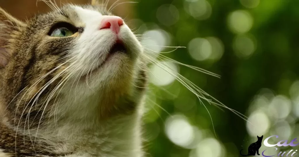 What Do Cats Use Their Sense of Smell For?