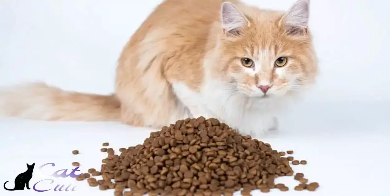 Is Special Kitty Cat Food Good?