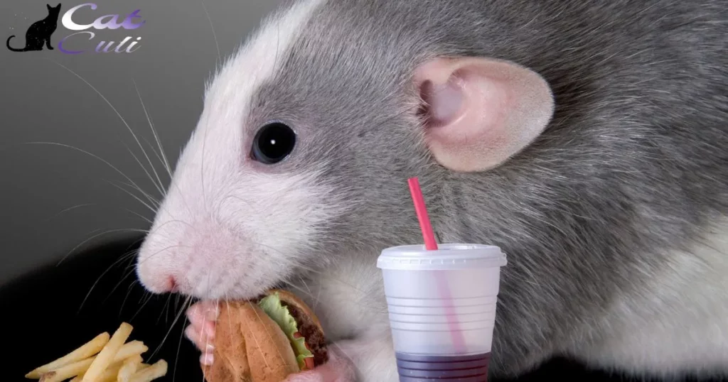 What Happens If Rats Eat Cat Food?