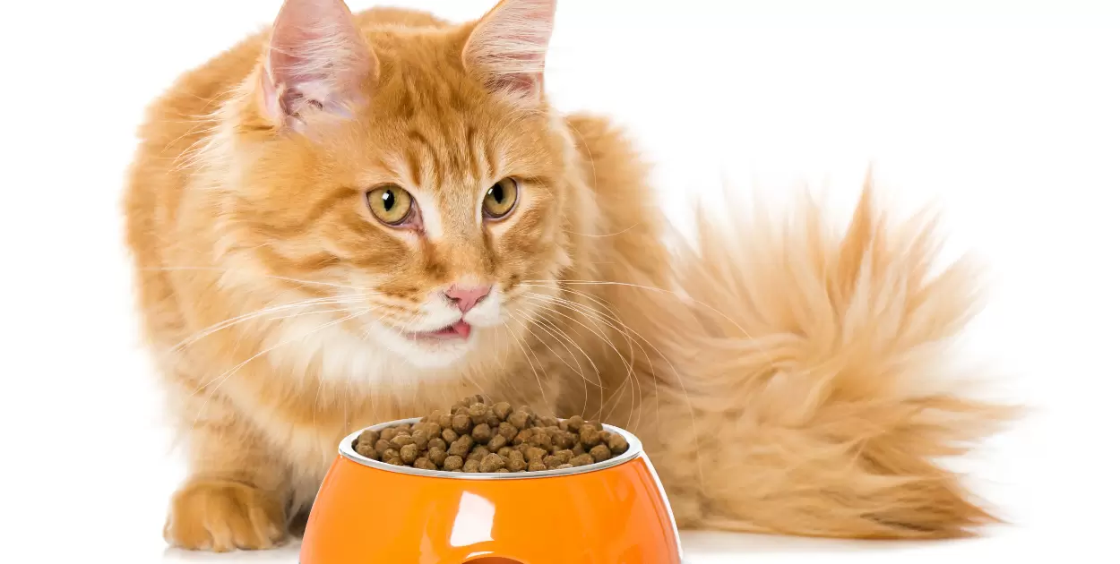 What Is Dry Cat Food?