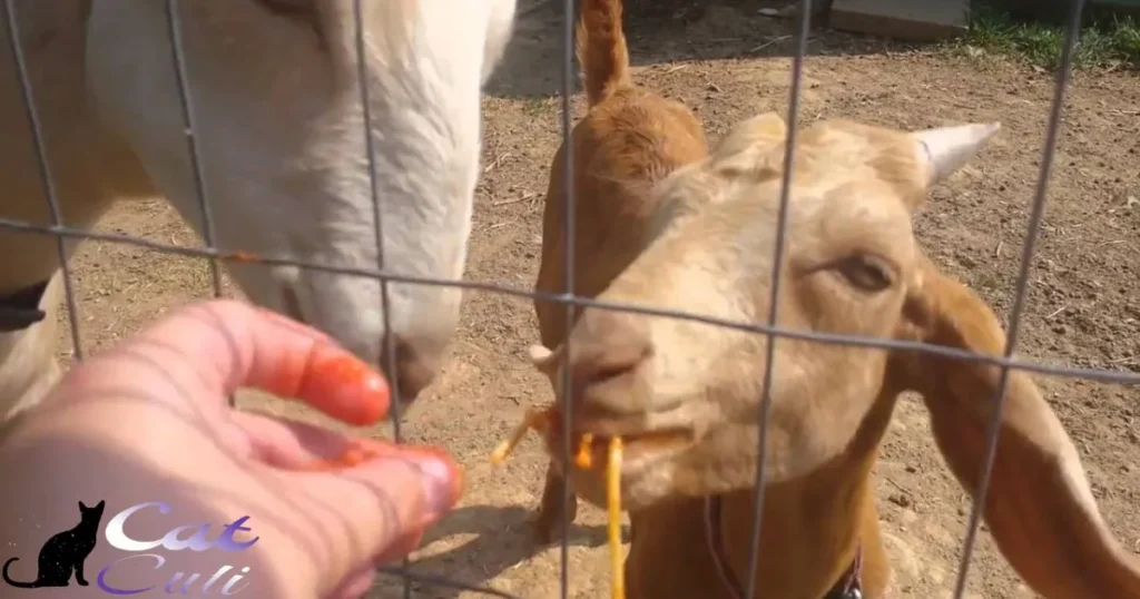 What To Do If A Goat Eats Cat Food
