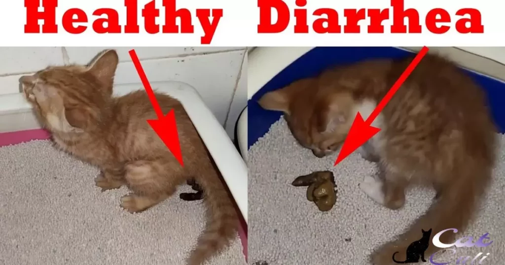 What To Feed A Kitten With Diarrhea