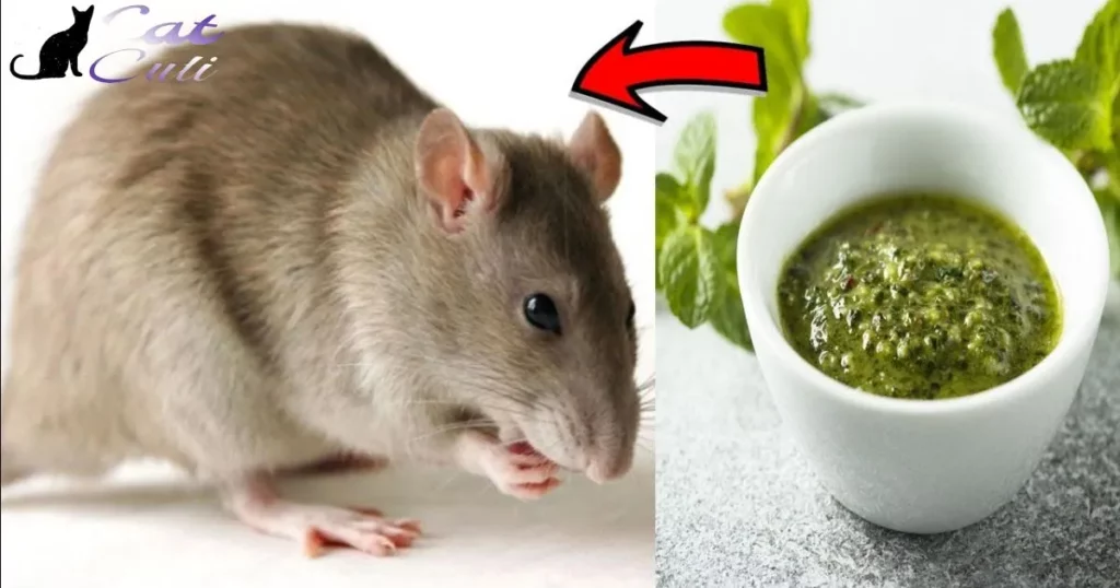 What To Feed Rats When Out Of Rat Food