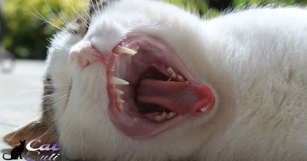 Why Do Cats Lose Teeth?