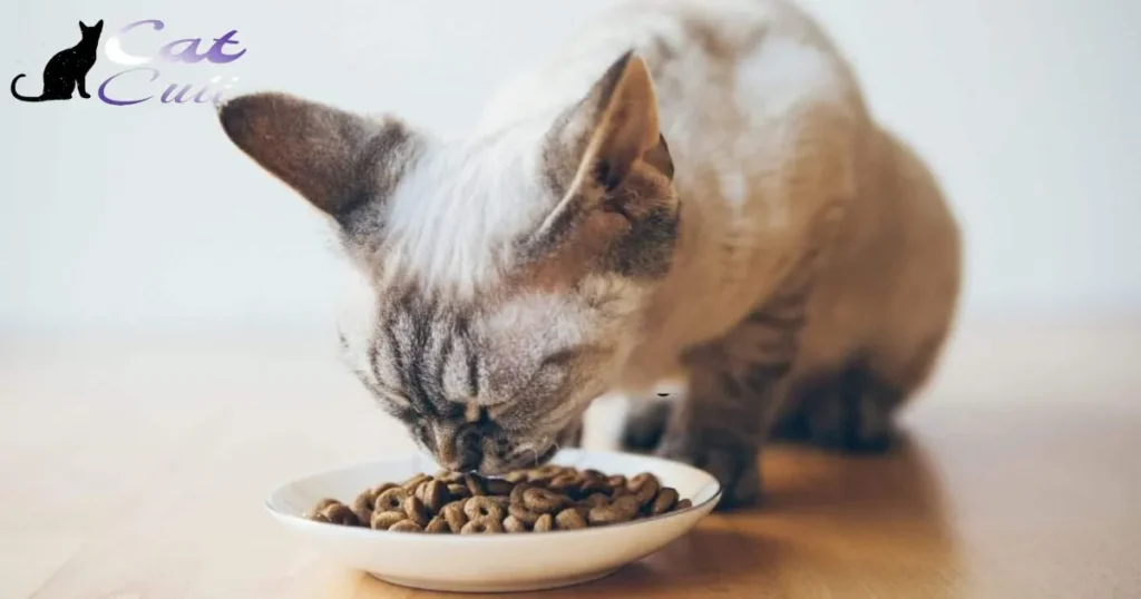 Why Is My Cat Obsessed With Food?