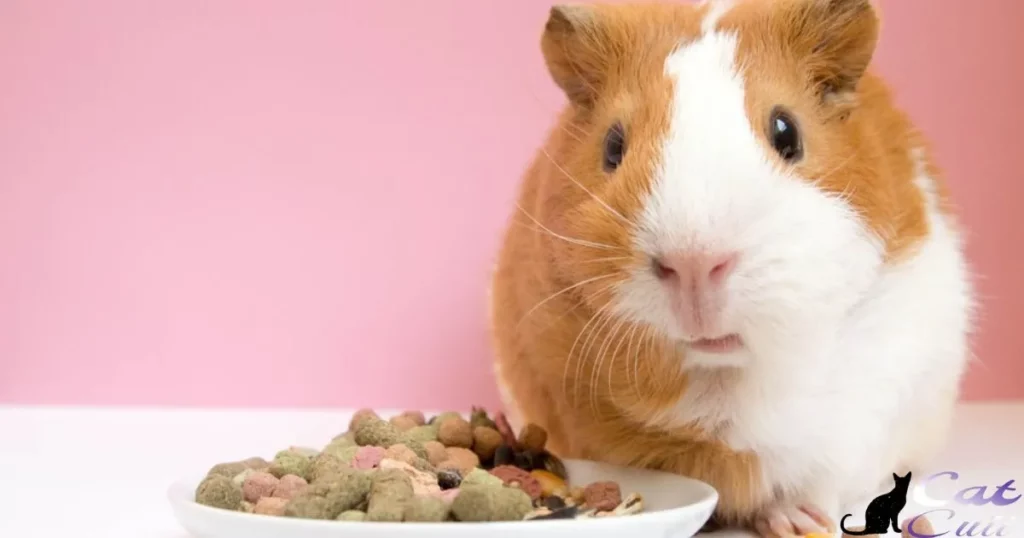 Will Guinea Pigs Eat Cat Food?