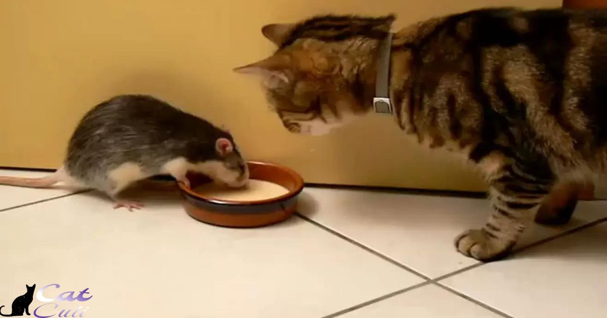 Will Mice Eat Cat Food?