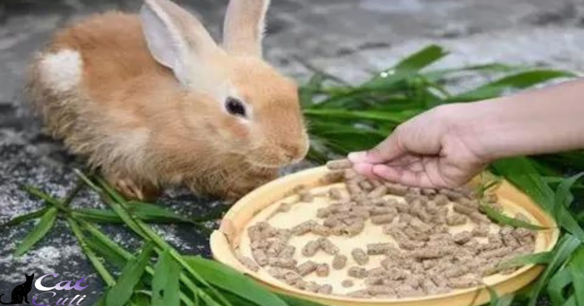 Will Rabbits Eat Cat Food?