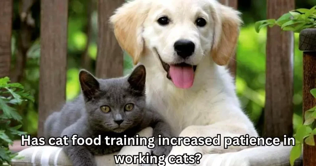 Has cat food training increased patience in working cats?