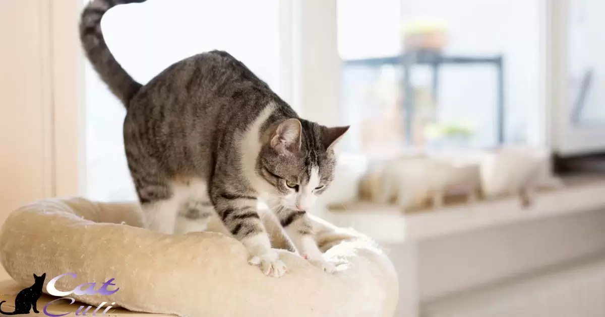 Biting And Humping: Cat Communication