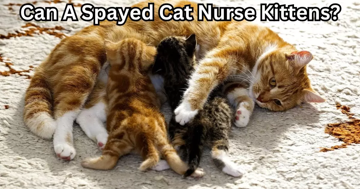 Can A Spayed Cat Nurse Kittens?
