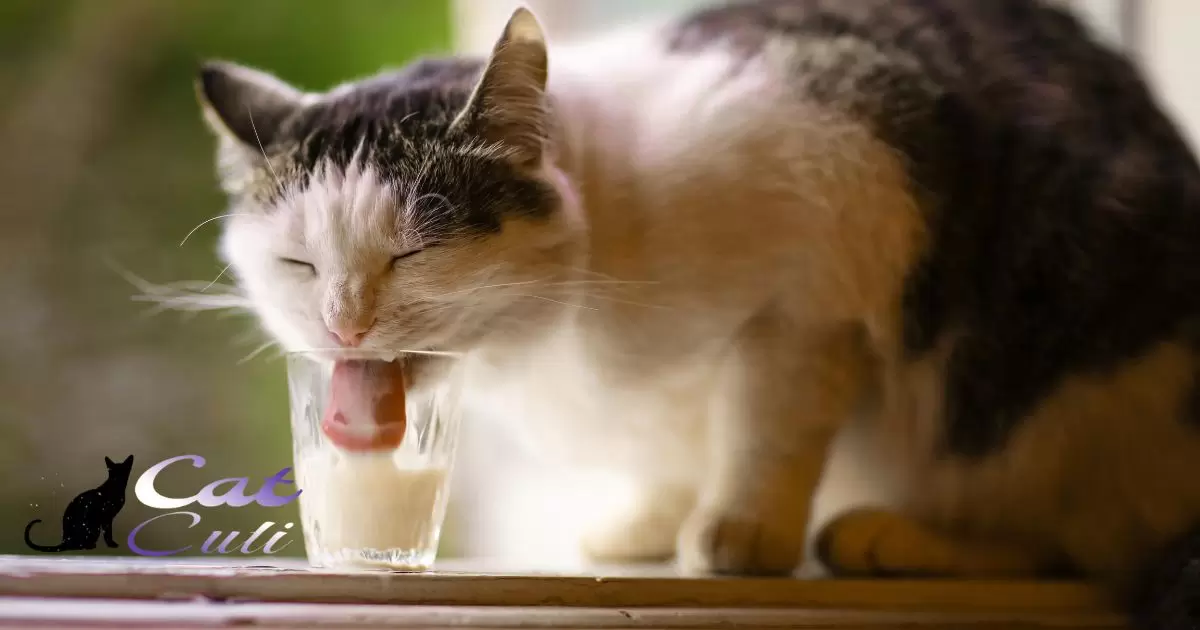 Can Cats Drink Buttermilk?