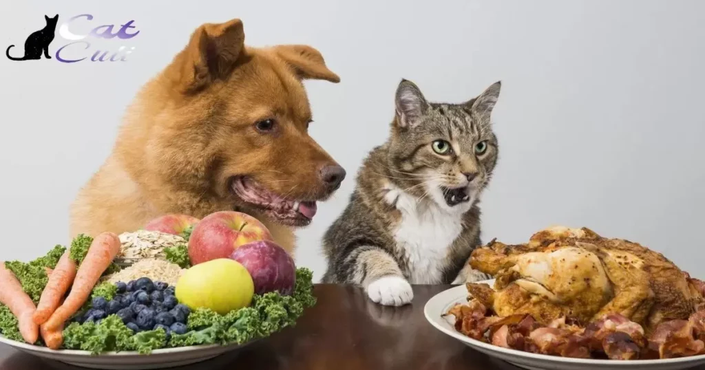 Can Chickens Eat Cat Food Or Dog Food