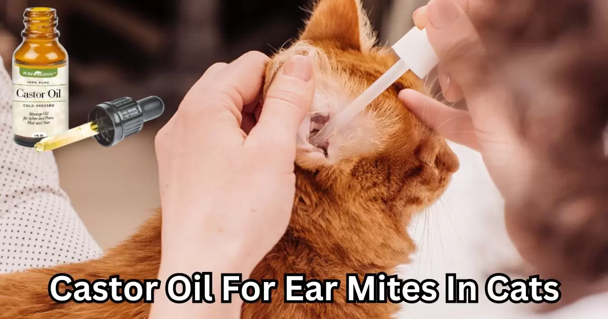 Castor Oil For Ear Mites In Cats