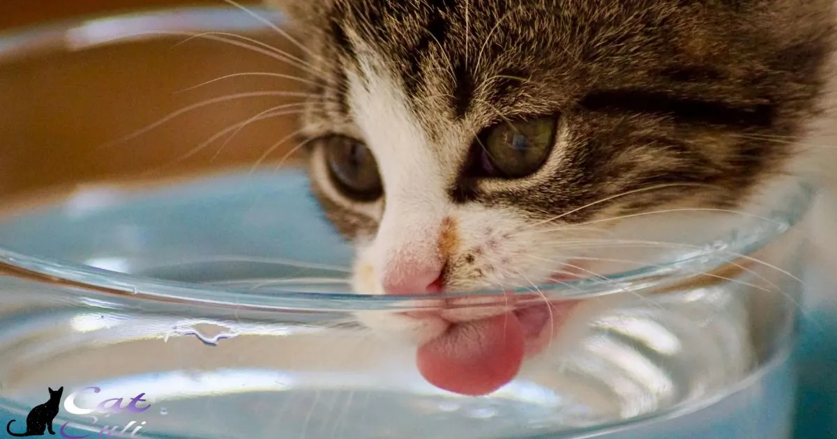 Cat Drinking A Lot Of Water After Surgery