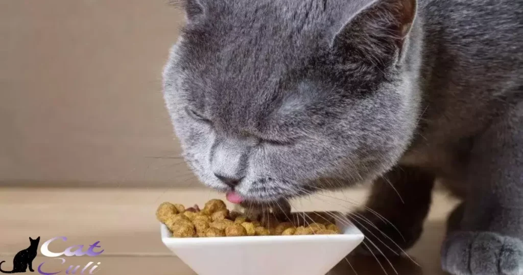 Cat Food Shortage: What's Happening Now?