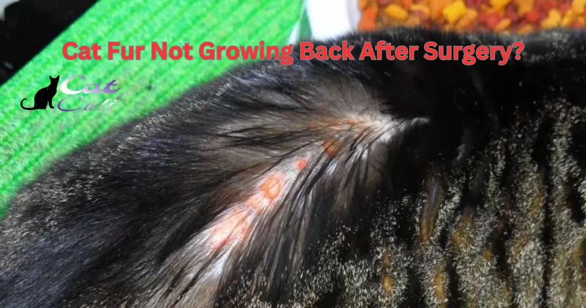 Cat Fur Not Growing Back After Surgery?