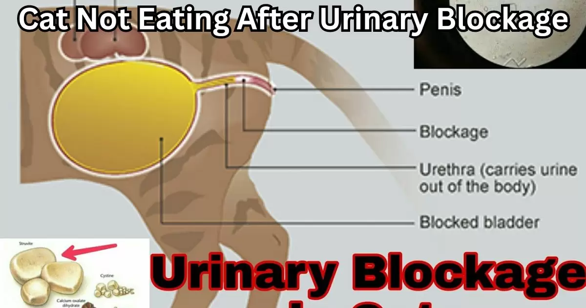 Cat Not Eating After Urinary Blockage