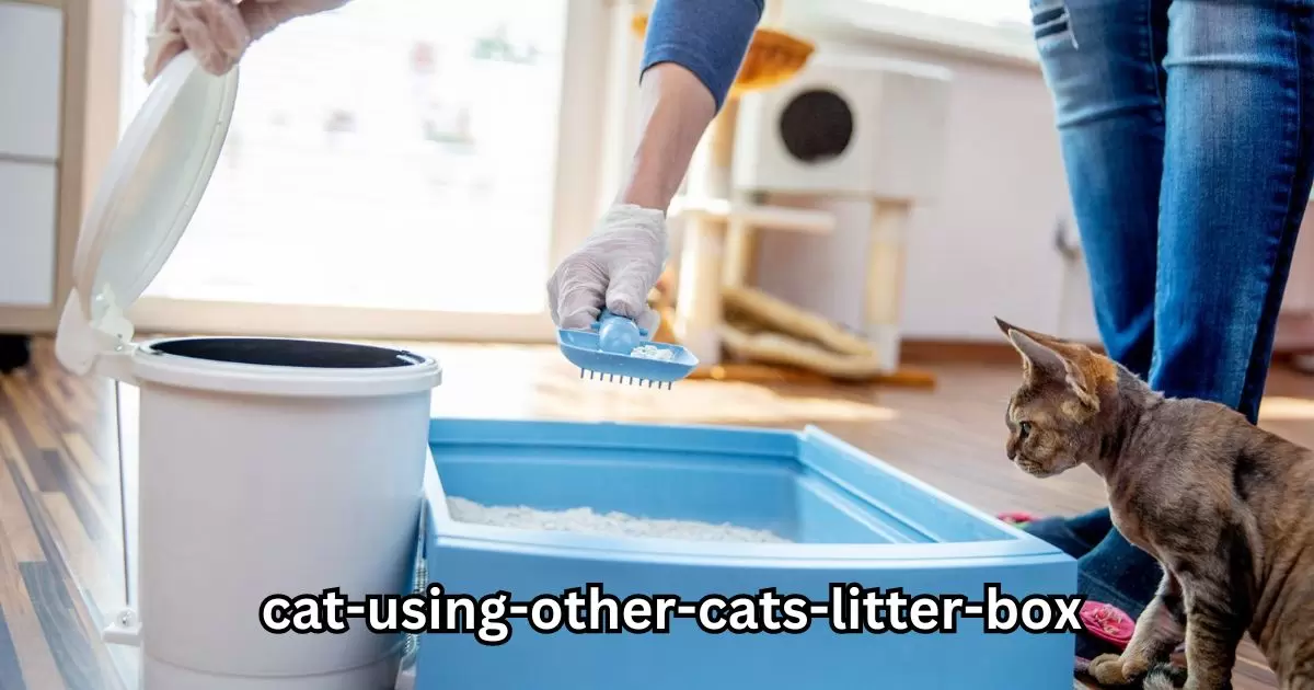 Cat Using Other Cats Litter Box