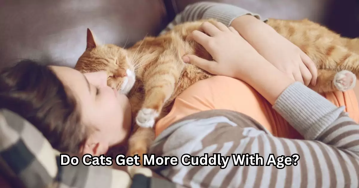 Do Cats Get More Cuddly With Age?