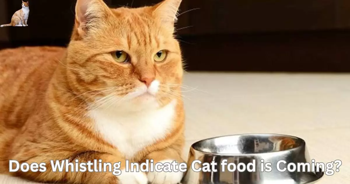 Does Whistling Indicate Cat food is Coming?