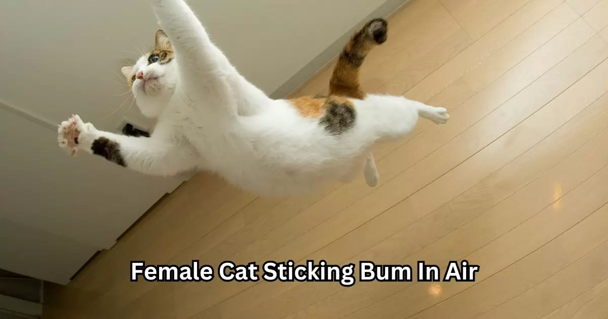Female Cat Sticking Bum In Air