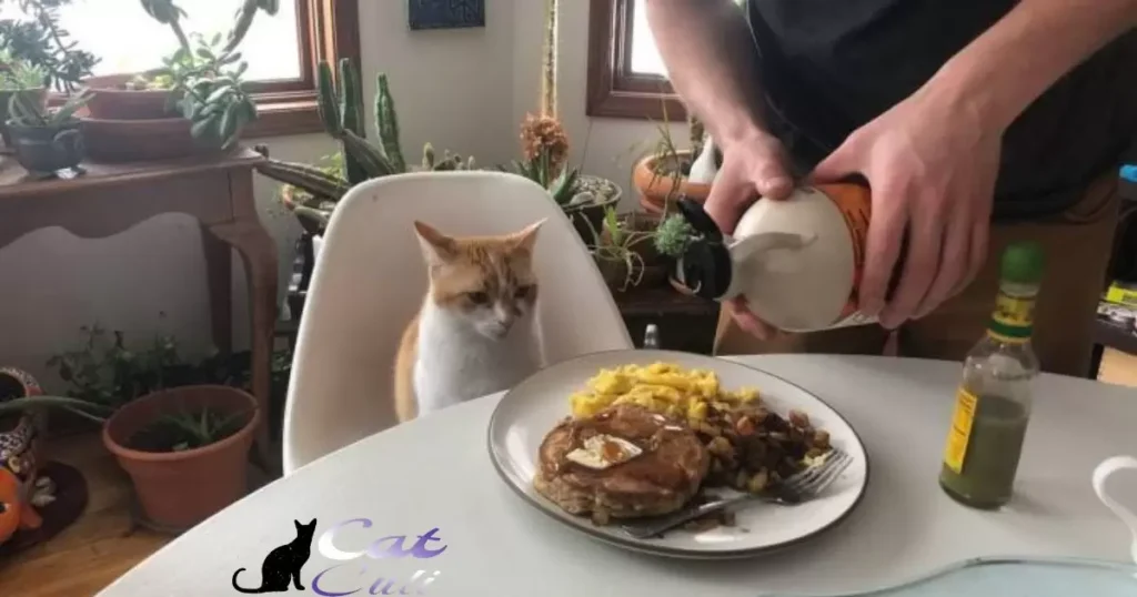 Flipping Feast: Cat's Dinner Delight