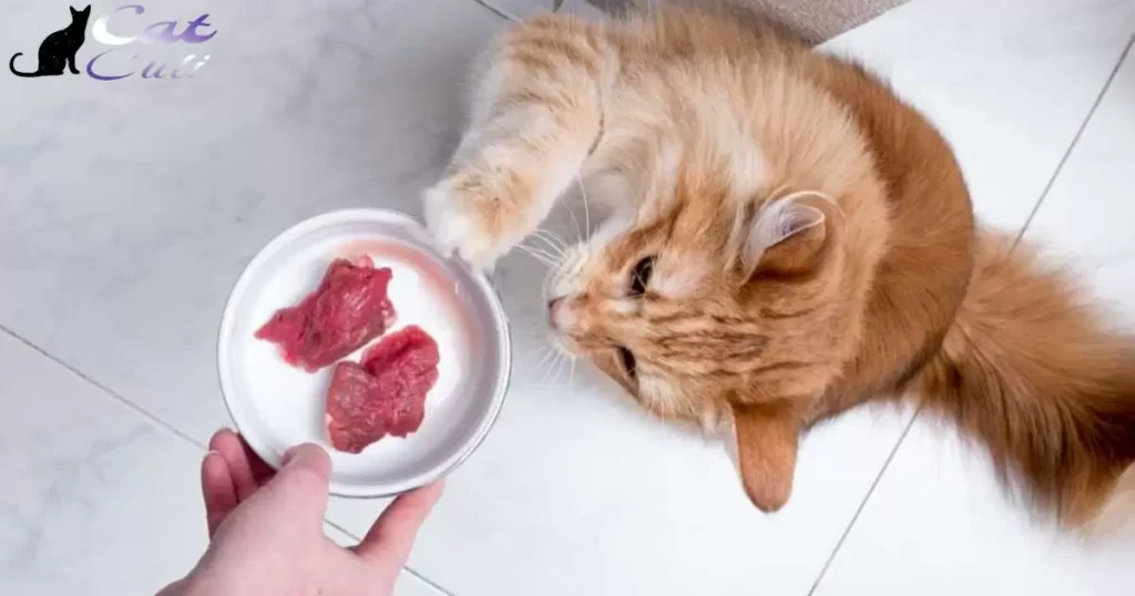 Homemade Kitten Food